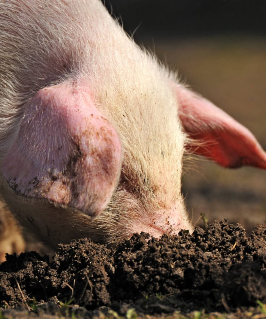 Trüffelschwein